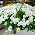 Виола ампельная Кул Вэйв Вайт
