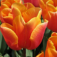 Тюльпан Триумф Jimmy