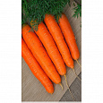 Морковь Детская сладкая ранняя Морковь Детская сладкая ранняя