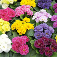 Примула махровая Розелла Микс