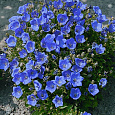 Колокольчик (Кампанула) карпатский Carillon blue
