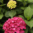 Гортензия крупнолистовая Лихтфайр Гортензия крупнолистовая Лихтфайр