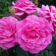 Роза флорибунда Маджента Диадем