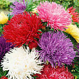 Астра июльская Смесь окрасок