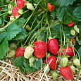 Земляника садовая Азия