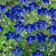 Дельфиниум (живокость) Крупноцветковый Blauer Zwerg