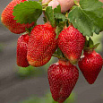 Земляника садовая Азия