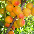 Абрикос обыкновенный Успех