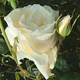 Роза чайно-гибридная Вайт Квин Элизабет
