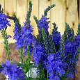 Вероника (Змеиная трава) большая Royal Blue