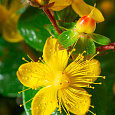 Зверобой непахучий Magical Sunshine