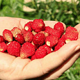 Земляника садовая Золушка