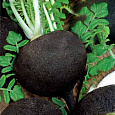 Редька Зимняя круглая черная