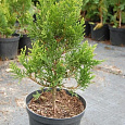 Туя складчатая Корник III