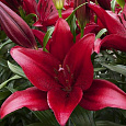 Лилия ЛА-гибрид Атакама