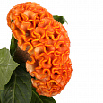 Целозия гребенчатая Нео Оранж