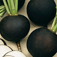 Редька Зимняя круглая черная