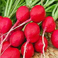 Редис Ранний красный
