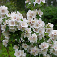 Жасмин садовый Боклер