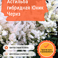 Астильба гибридная Юник Чериз Астильба гибридная Юник Чериз