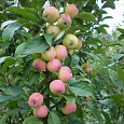 Яблоня колоновидная Память Блынского