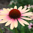 Эхинацея пурпурная Ивнинг Глоу