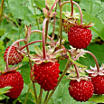 Земляника садовая Золушка
