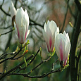 Магнолия Суланжа Alba Superba