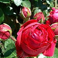 Роза плетистая Мейян Ред Эден Розе