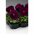 Виола крупноцветковая Дельта Пьюр Роуз