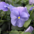 Виола крупноцветковая Дельта Тру Блю
