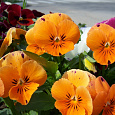 Анютины глазки Оранжевое солнышко