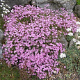 Гипсофила (Качим) ползучая Rosea