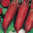 Свёкла столовая Цилиндра
